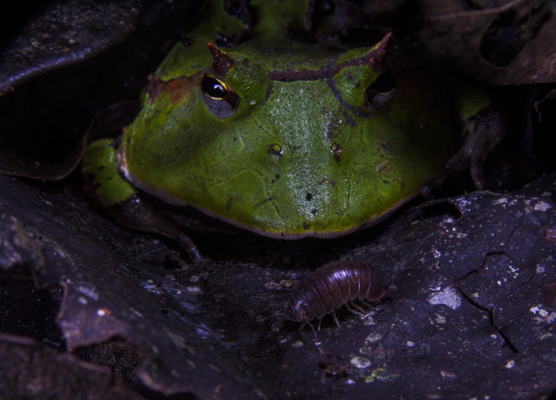 Ceratophrys cornuta