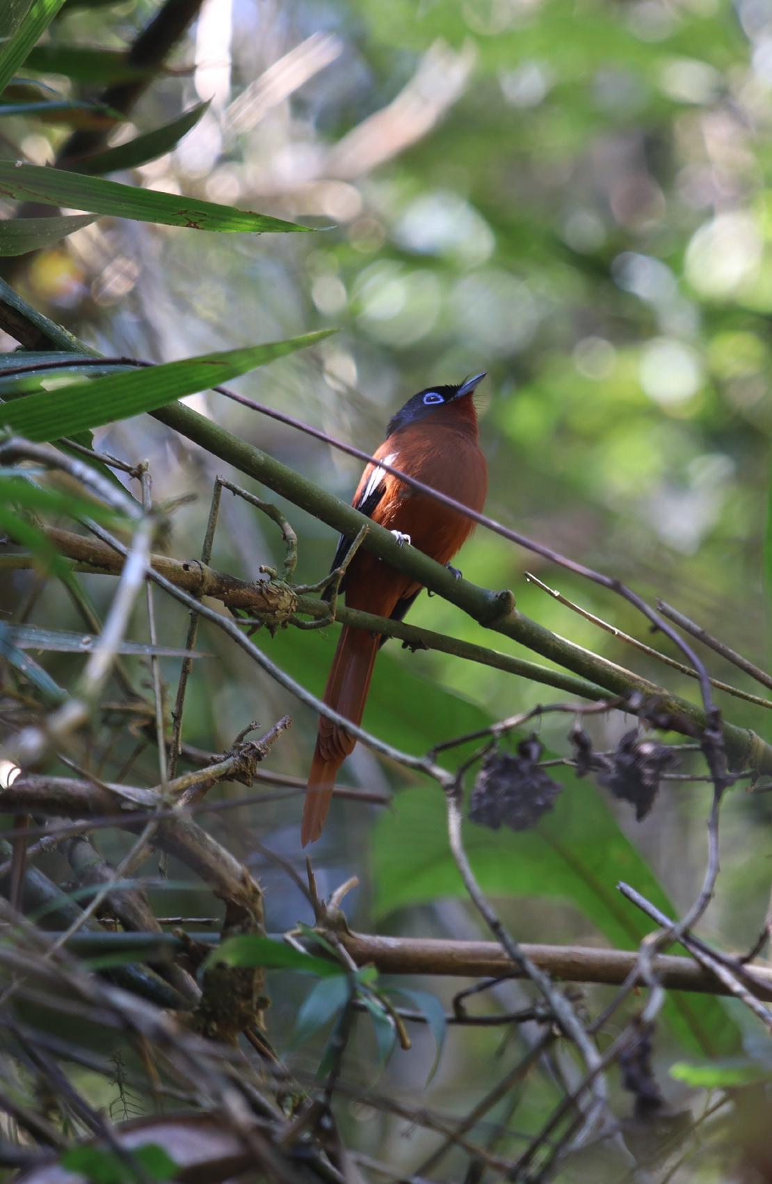 Malagasy paradise flycatcher