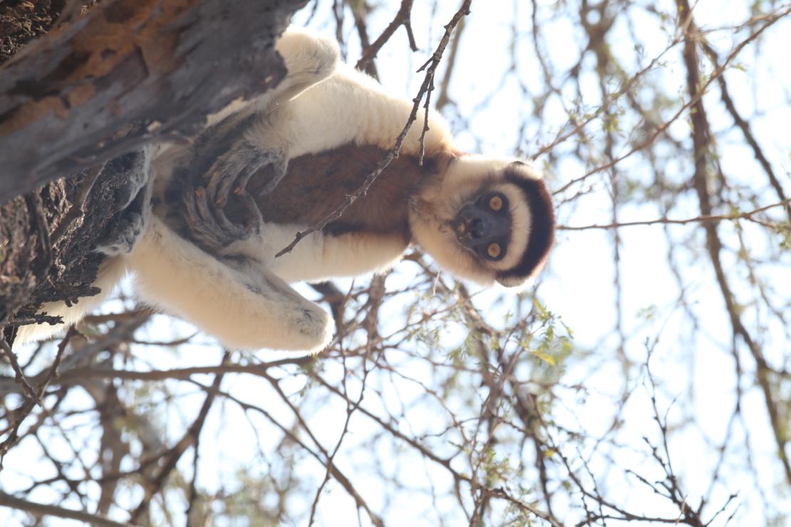 Propithecus verrouxi