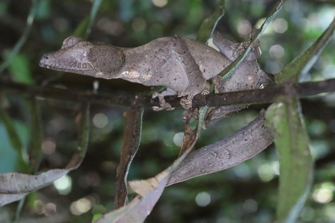 Uroplatus phantasticus