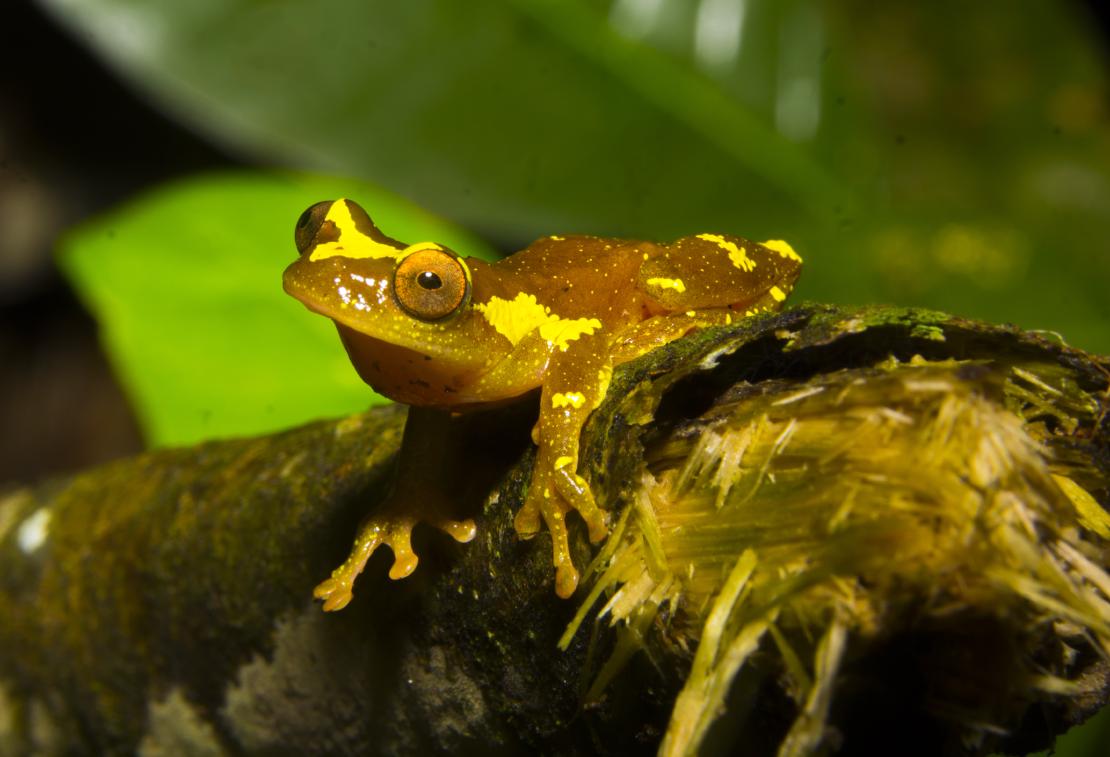 Dendropsophus sarayacuensis