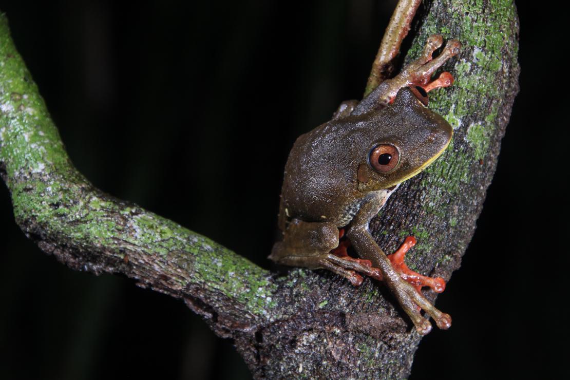 Hypsiboas geographicus