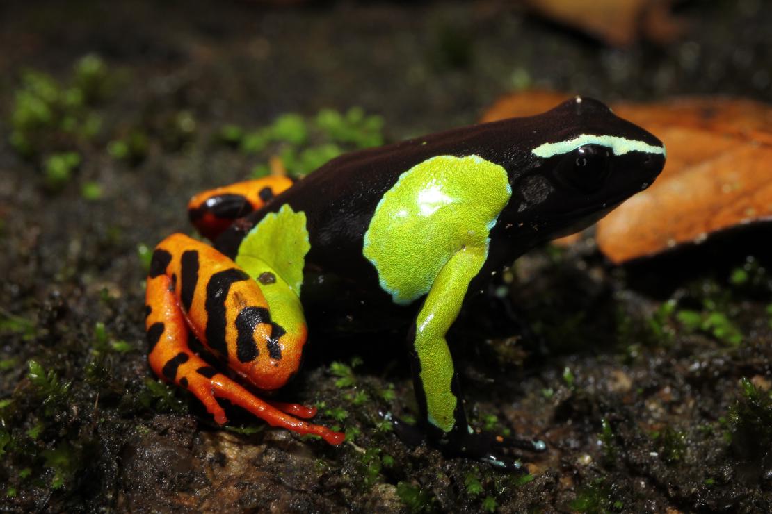 Mantella baroni