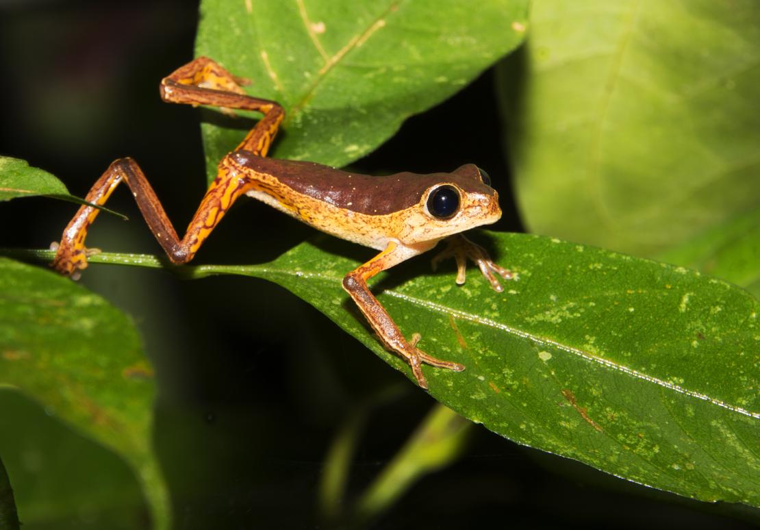 Pithecopus palliata