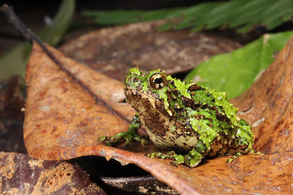 Scaphiophryne spinosa